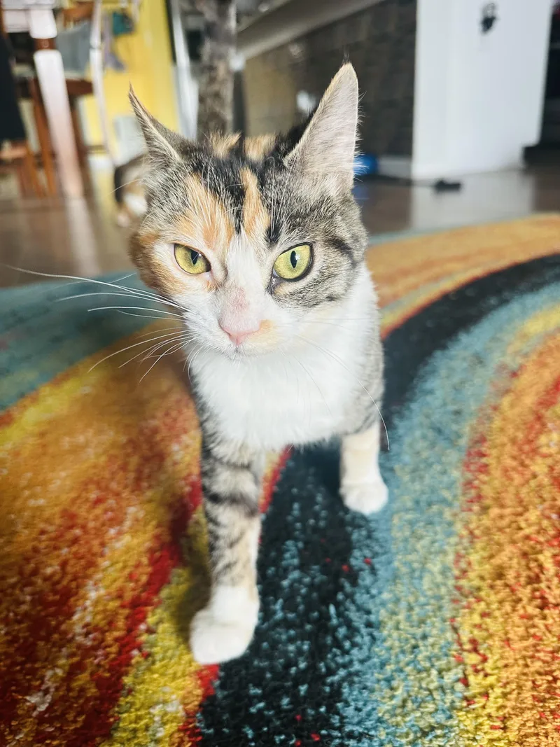 Princess Peach thumbnail 2