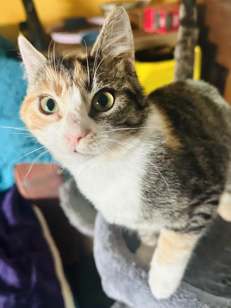 Princess Peach thumbnail 4