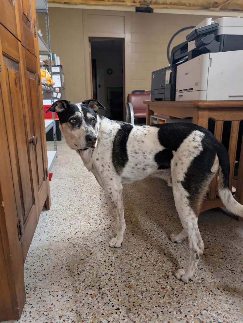 A young medium-sized male Australian Cattle Dog / Blue Heeler dog named Jack for adoption in Williamsburg, IA