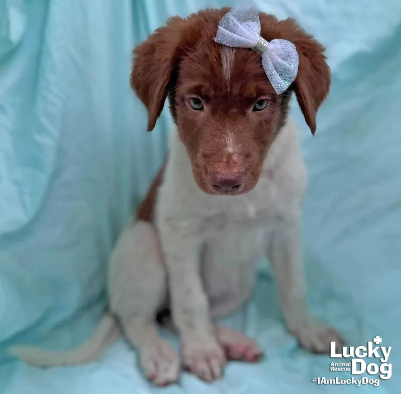 A baby medium-sized female Labrador Retriever dog named Ceciliana for adoption in Washington, DC