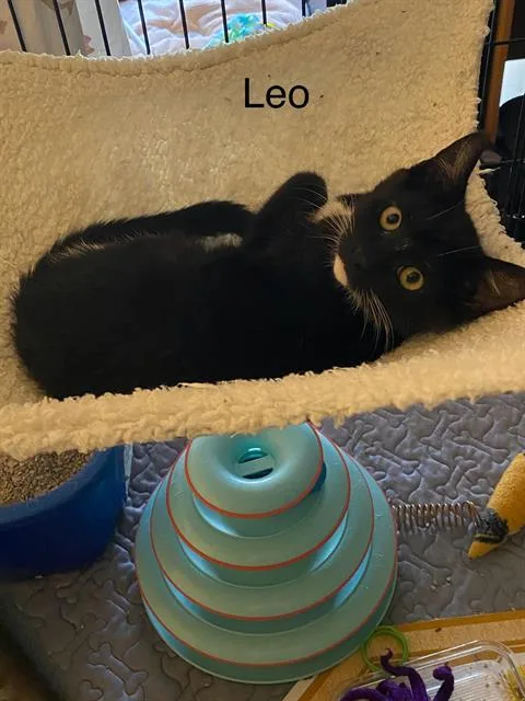 A baby medium-sized male Domestic Short Hair cat named Leo for adoption in Kent, WA