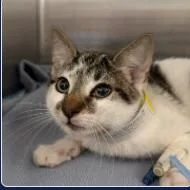 A baby small-sized female White Domestic Short Hair cat named Scaffy for adoption in Brooklyn, NY