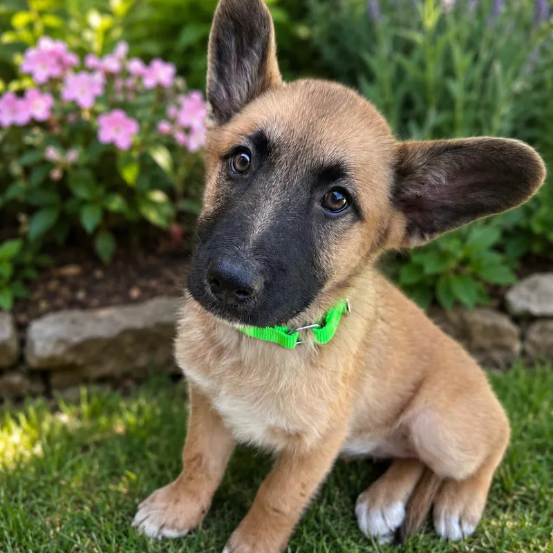 A baby large-sized female Yellow / Tan / Blond / Fawn German Shepherd Dog dog named Liberty for adoption in Overland Park, KS