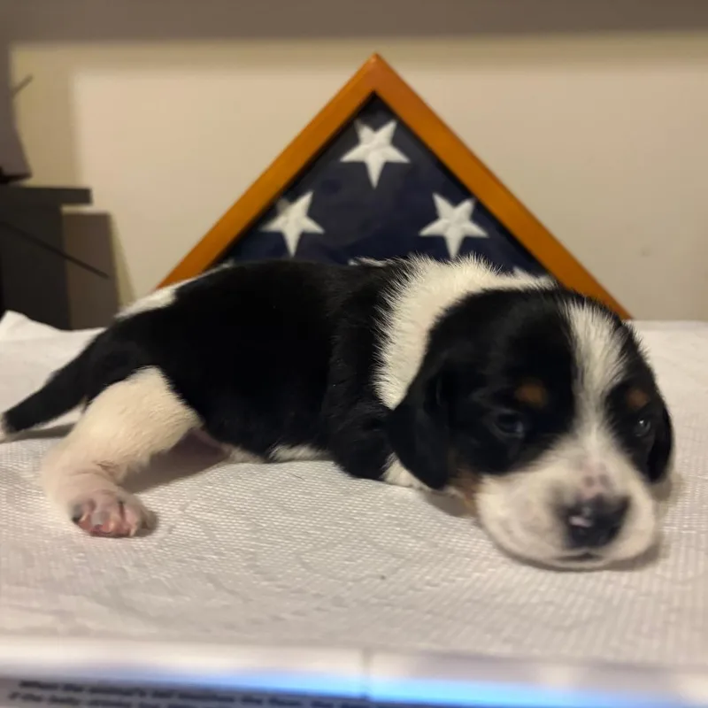 Poppy Pup  Robin