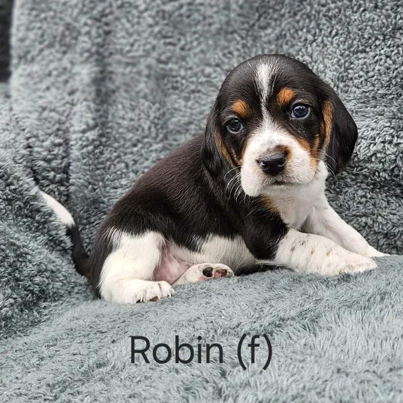 Poppy Pup  Robin thumbnail 2