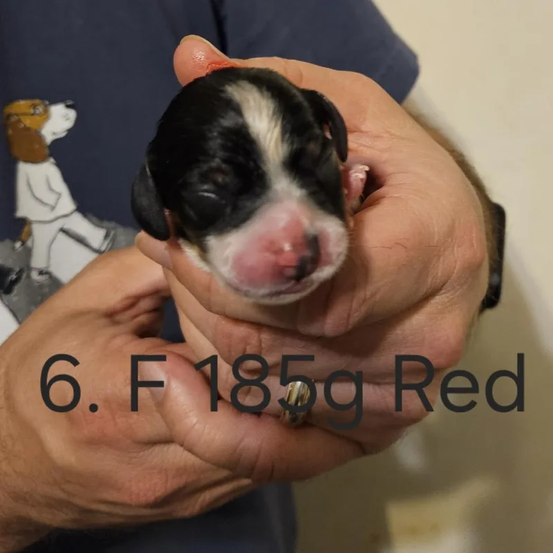 Poppy Pup  Robin thumbnail 3