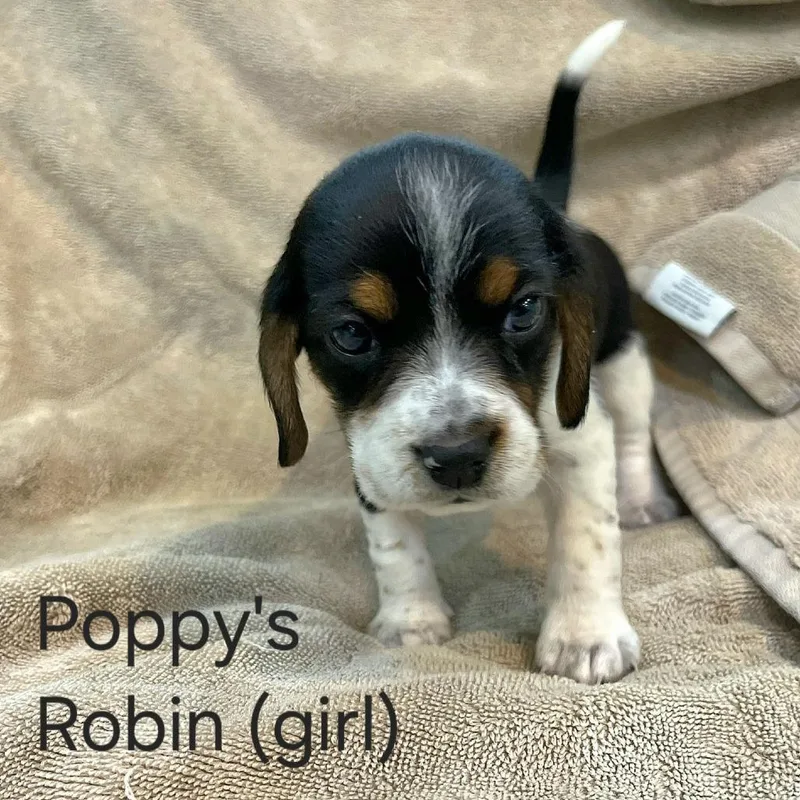 Poppy Pup  Robin thumbnail 4