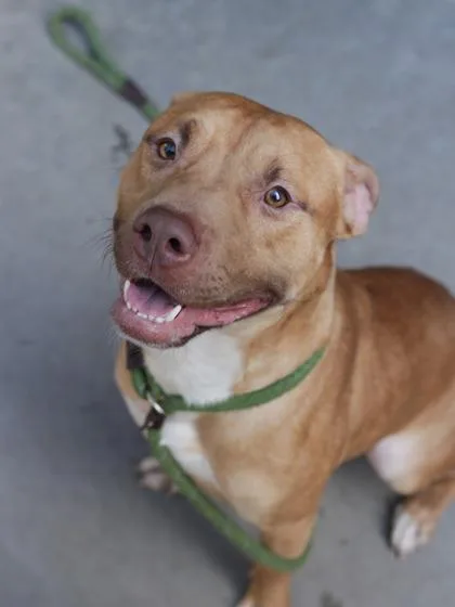 An adult large-sized male Mixed Breed dog named Jabarkus for adoption in Chamblee, GA