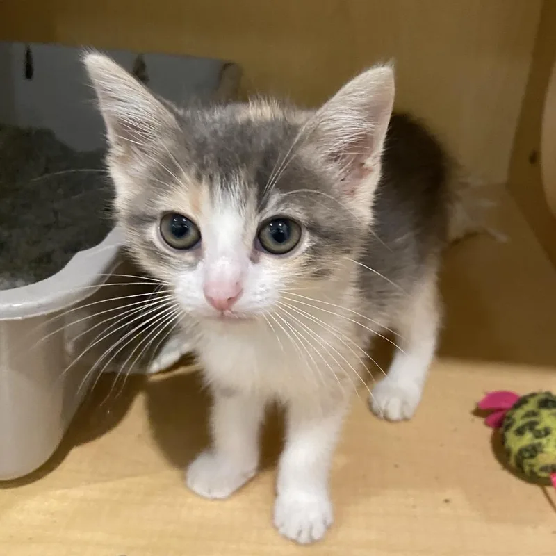A baby small-sized female Calico Domestic Short Hair cat named Chair for adoption in Washington Township, OH