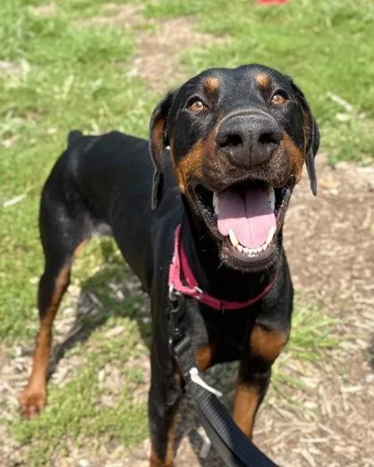 An adult large-sized male Mixed Breed dog named Hades for adoption in Fairfax, VA