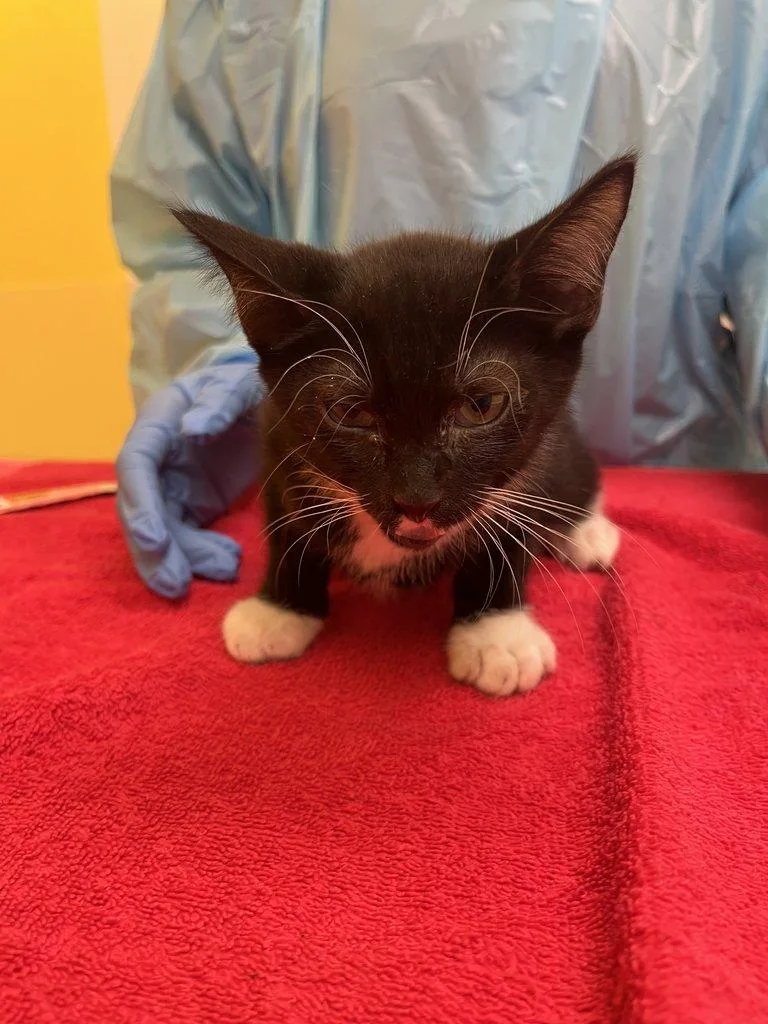 A baby small-sized male Tabby (Gray / Blue / Silver) Domestic Short Hair cat named Jalapeno for adoption in Raleigh, NC