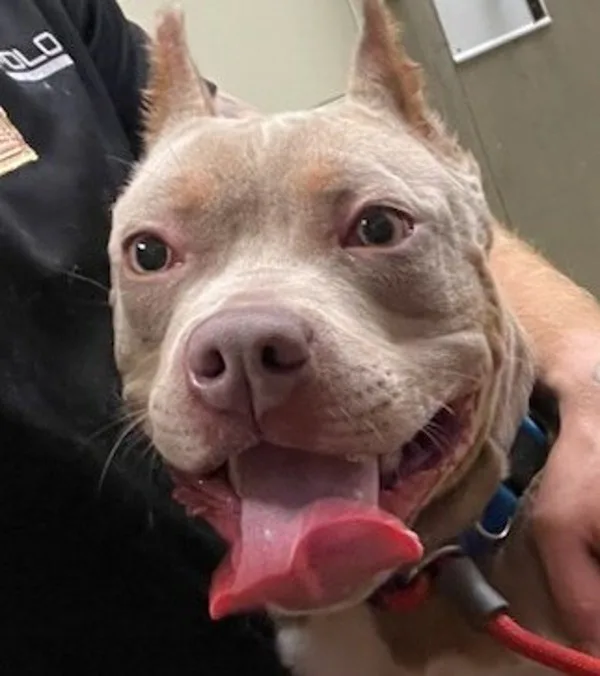 An adult medium-sized male Pit Bull Terrier dog named Luca for adoption in Napa, CA