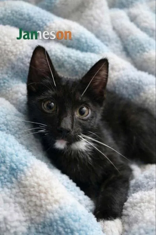 A baby medium-sized male Domestic Short Hair cat named Jameson for adoption in Pineville, LA