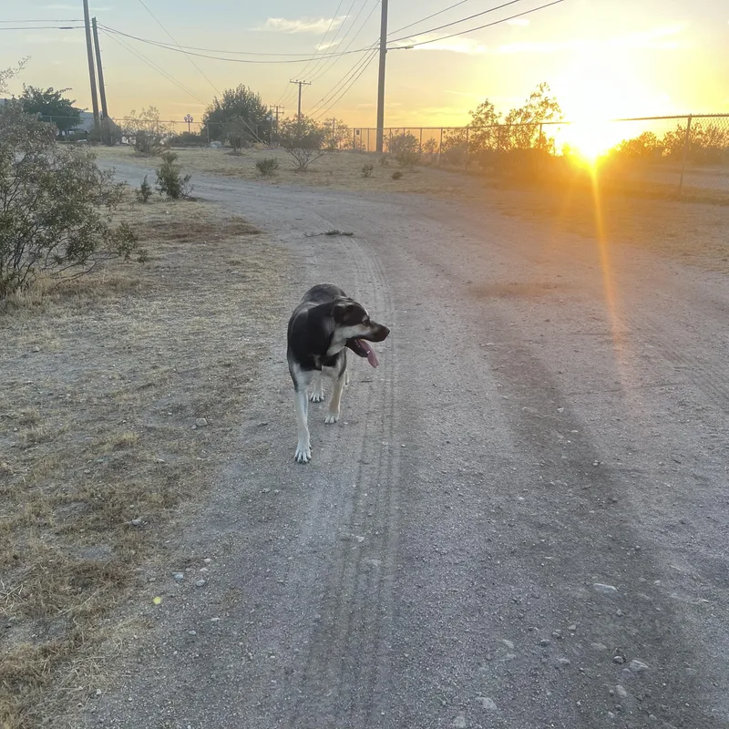 An adult medium-sized male Shepherd dog named Rex for adoption in Monrovia , CA