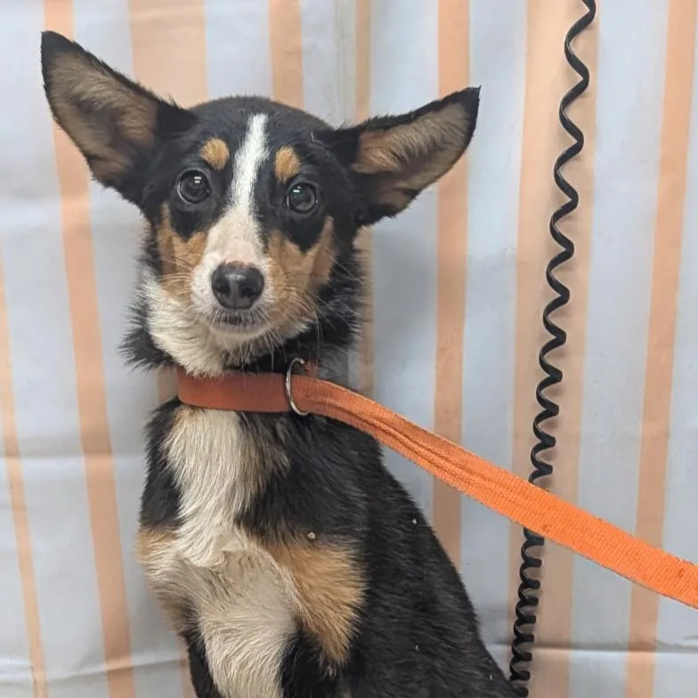 A young small-sized female Black Rat Terrier dog named Foxy for adoption in Melbourne, KY