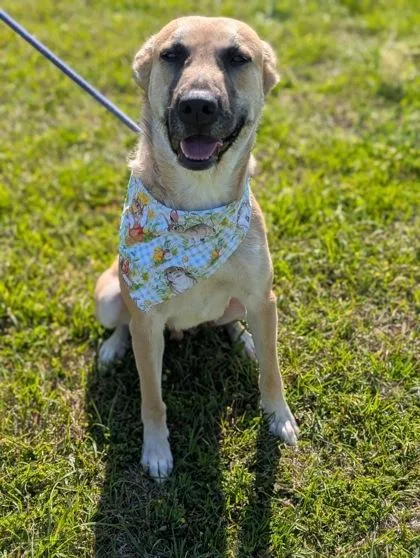 An adult medium-sized female Black Mouth Cur dog named Cher for adoption in Gulfport, MS