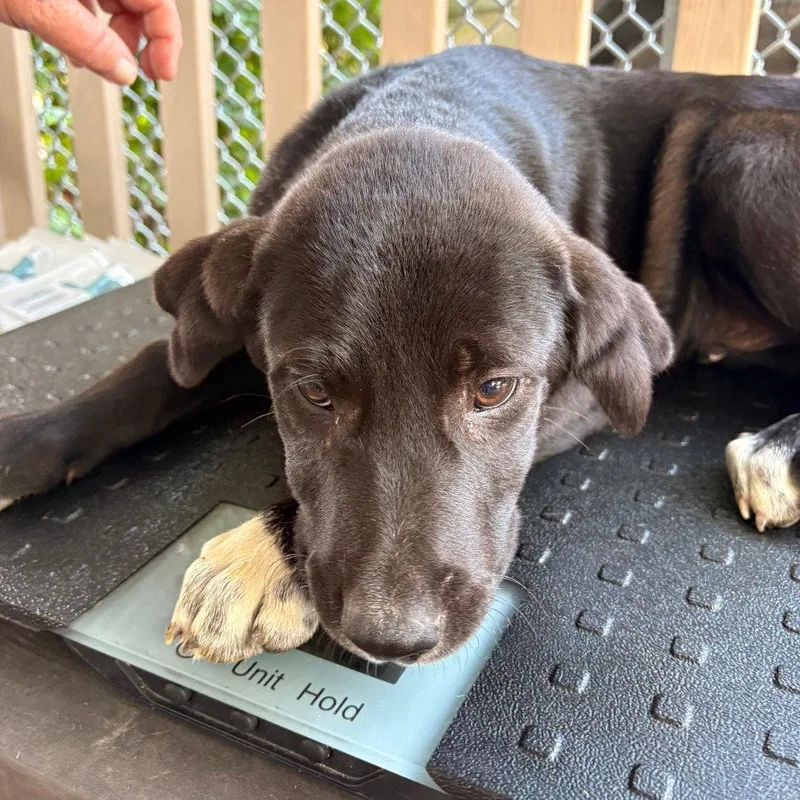 A baby medium-sized male Terrier dog named Bandit for adoption in Dallas, TX