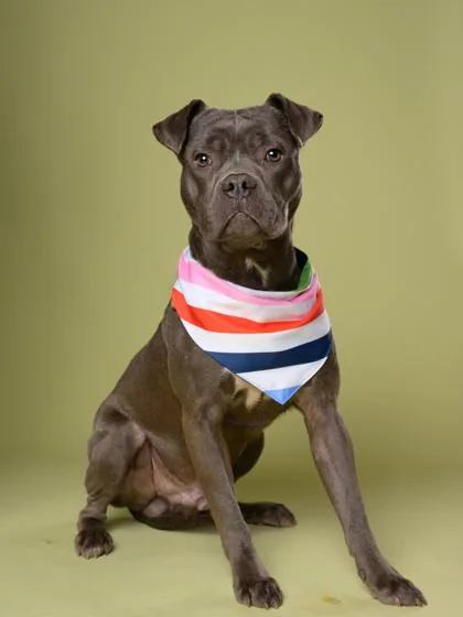 An adult large-sized male Pit Bull Terrier dog named Nathan for adoption in Atlanta, GA