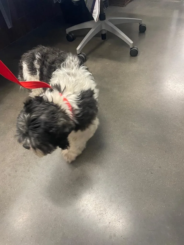 A young medium-sized male Mixed Breed dog named Paul for adoption in Clarksville, TN