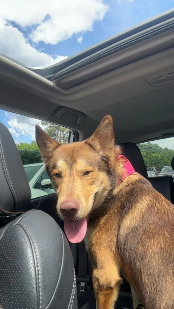 A young large-sized male Mixed Breed dog named Wile E. Coyote for adoption in Rome, GA