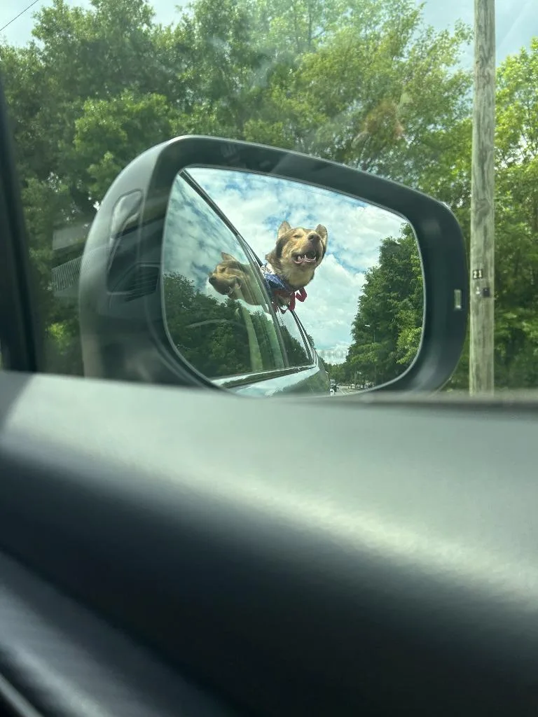 Wile E. Coyote thumbnail 3