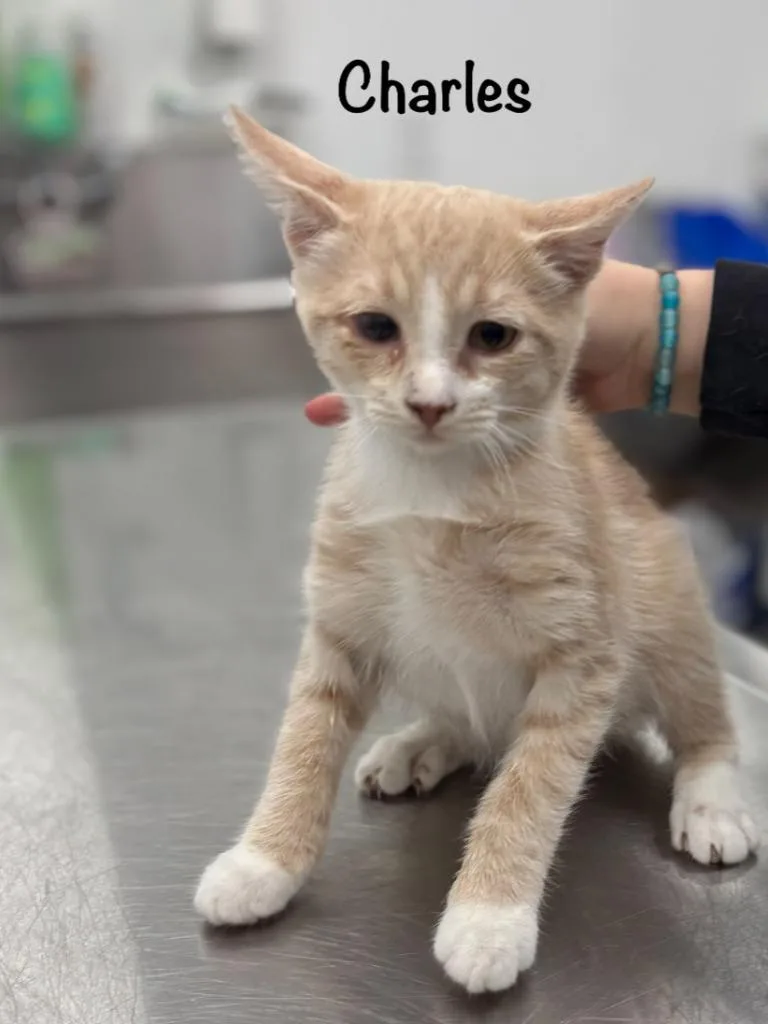 A baby small-sized male Domestic Short Hair cat named Charles for adoption in Cambridge, MD