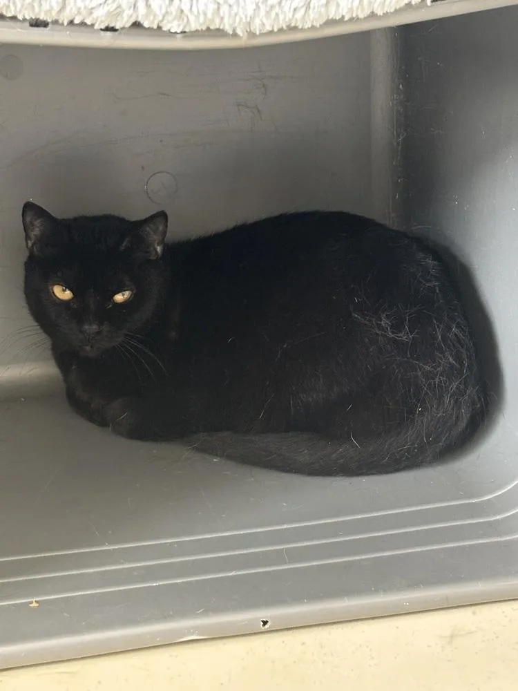 An adult medium-sized female Black Domestic Short Hair cat named Ivy for adoption in Kalamazoo, MI