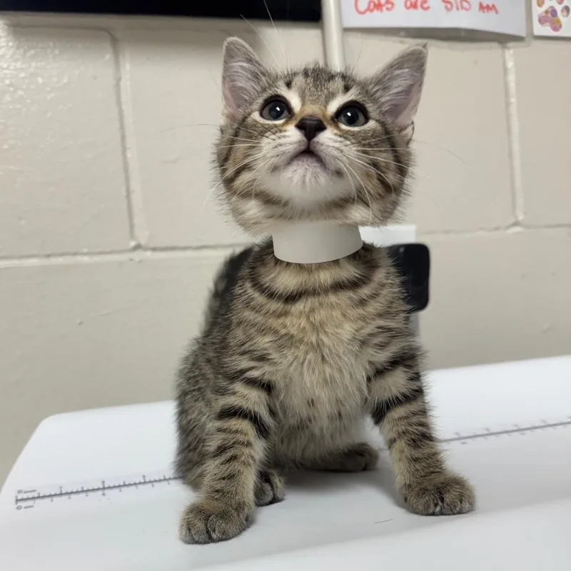A baby small-sized female Brown / Chocolate Domestic Short Hair cat named Pip for adoption in Birmingham, AL