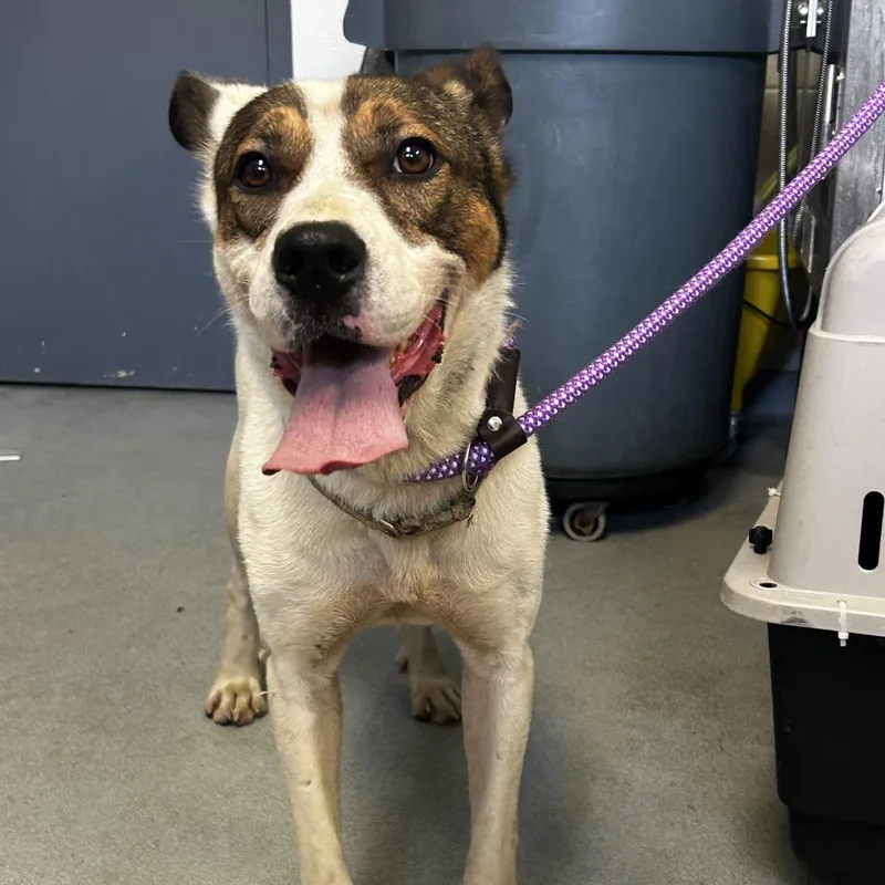 An adult medium-sized female White / Cream Mixed Breed dog named Sugarsweet Applepie for adoption in Spruce Pine, NC