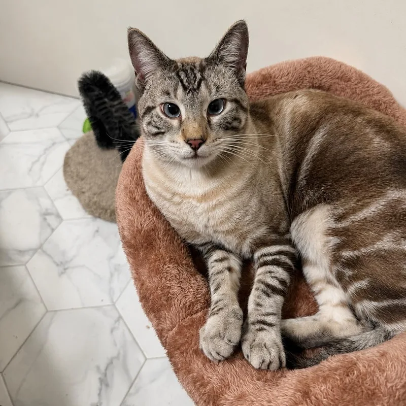 A young large-sized male Tabby (Gray / Blue / Silver) Siamese cat named Bentley for adoption in Torrance, CA