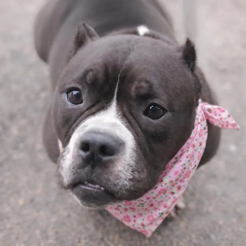 An adult medium-sized female Black American Bully dog named Ebony for adoption in Houston, TX