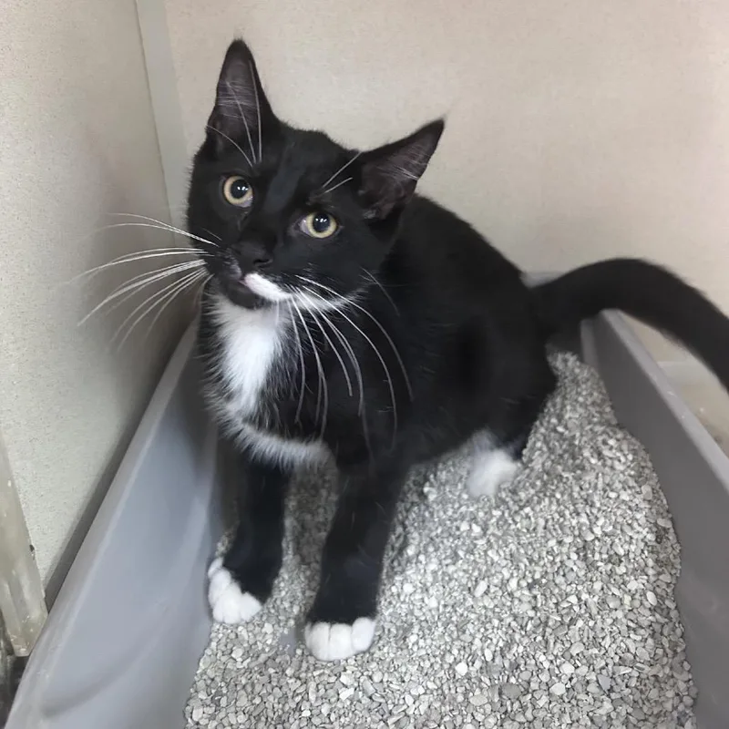 A baby small-sized male Black Domestic Short Hair cat named Barry for adoption in Hamburg, NY
