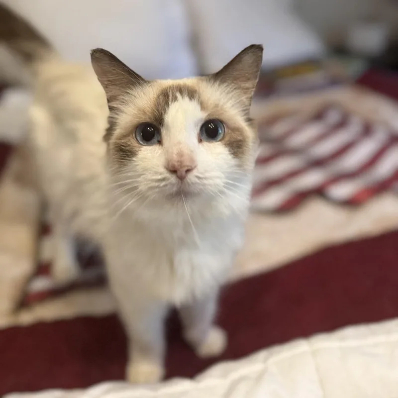 A young medium-sized female Siamese cat named Esme for adoption in Chattanooga, TN