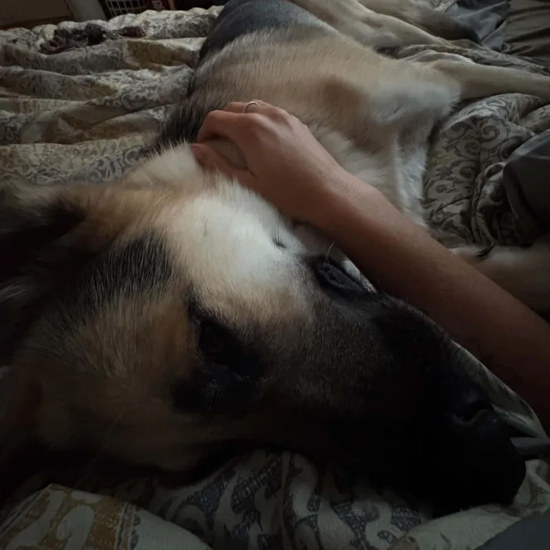 A young medium-sized male German Shepherd Dog dog named Sam Gs for adoption in Allen, TX