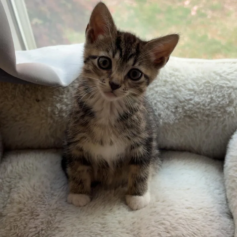 A baby small-sized female Brown / Chocolate Domestic Short Hair cat named Hoho for adoption in Bel Air, MD