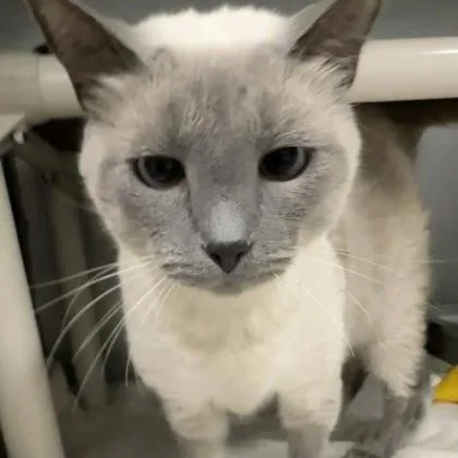 An adult medium-sized male Blue Point Siamese cat named Jokobe for adoption in Athens, GA