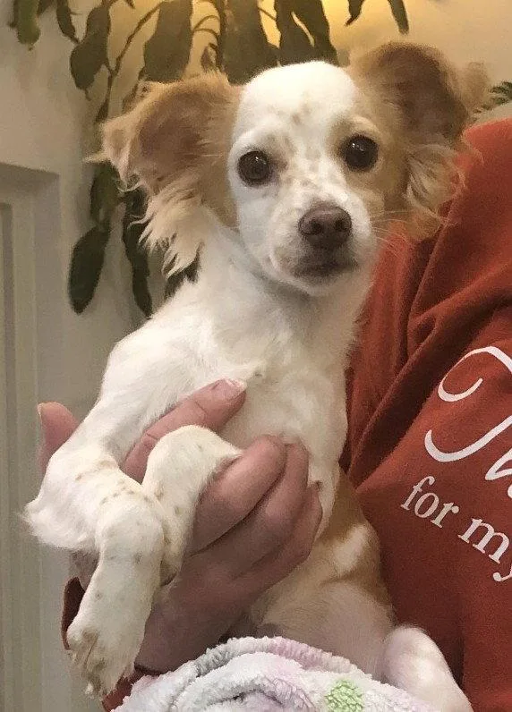 A baby small-sized female Papillon dog named Samantha Hadley for adoption in Saunderstown, RI