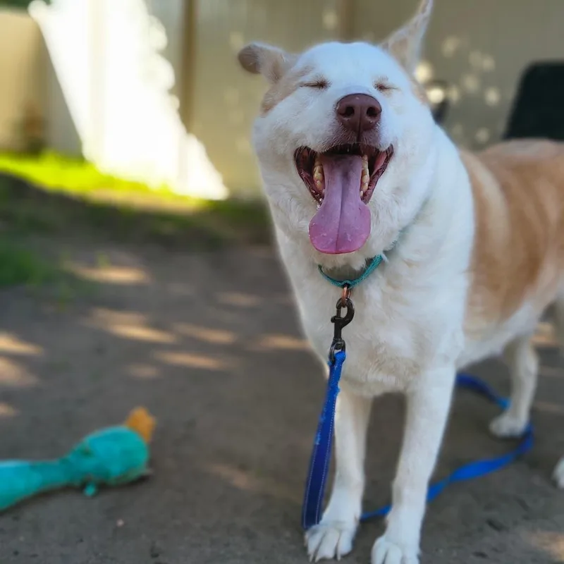 An adult large-sized male White / Cream Shepherd dog named Flash for adoption in Springfield, MA