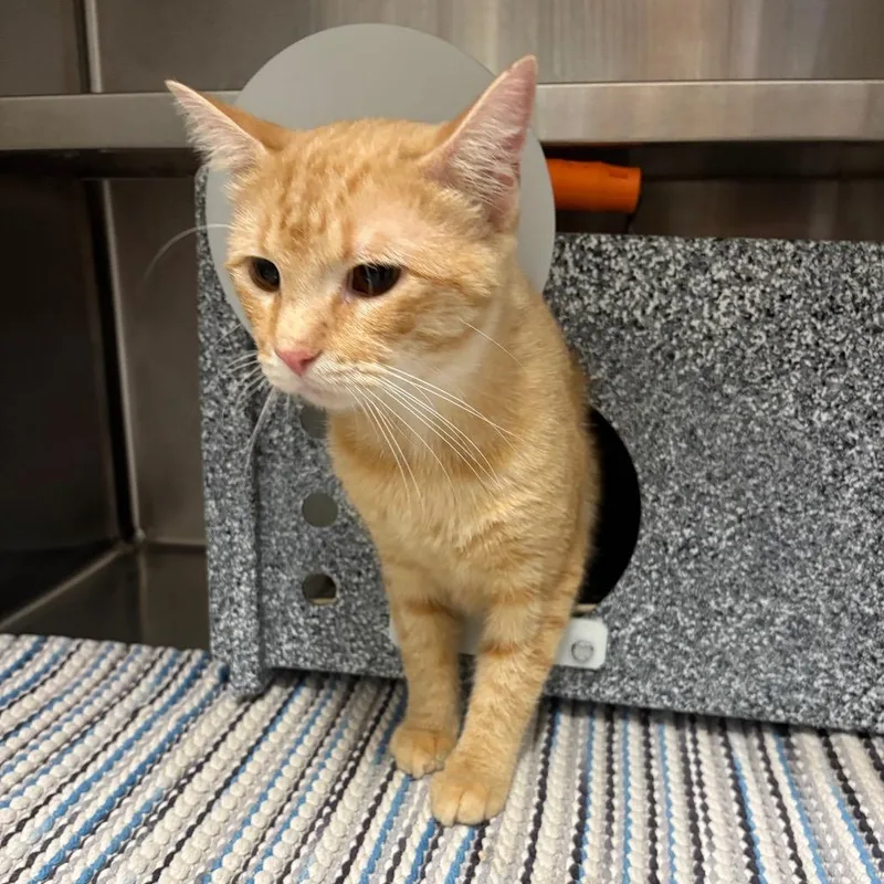 An adult medium-sized male Orange / Red Domestic Short Hair cat named Ares for adoption in League City, TX