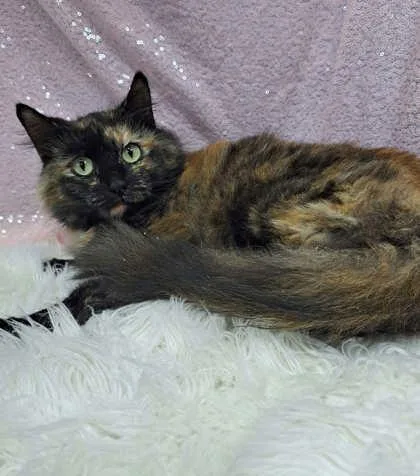 An adult medium-sized female Domestic Medium Hair cat named Morgan for adoption in Clarkesville, GA