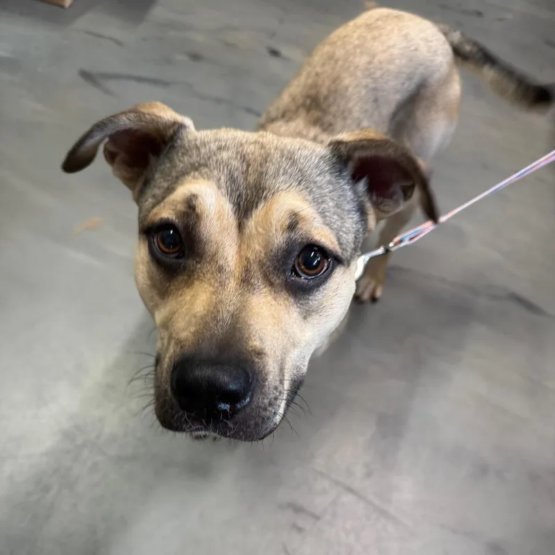 An adult medium-sized female Yellow / Tan / Blond / Fawn Mixed Breed dog named Stevie for adoption in Jacksonville, FL