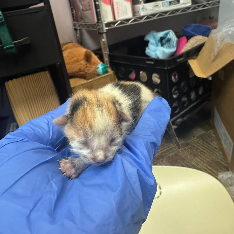A baby small-sized female Domestic Medium Hair cat named Sheep for adoption in Columbus, GA