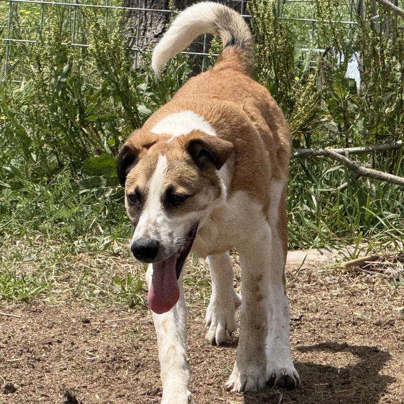 A young large-sized male Apricot / Beige German Shepherd Dog dog named Maximusfort Max for adoption in Houston, TX