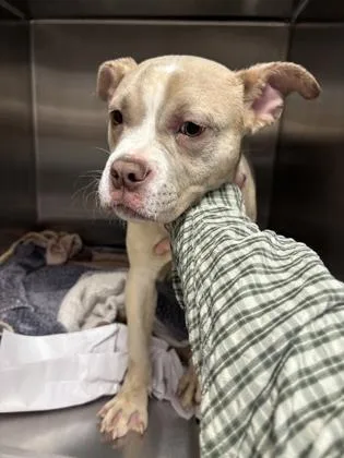 A young small-sized female Mixed Breed dog named Trout for adoption in Atlanta, GA