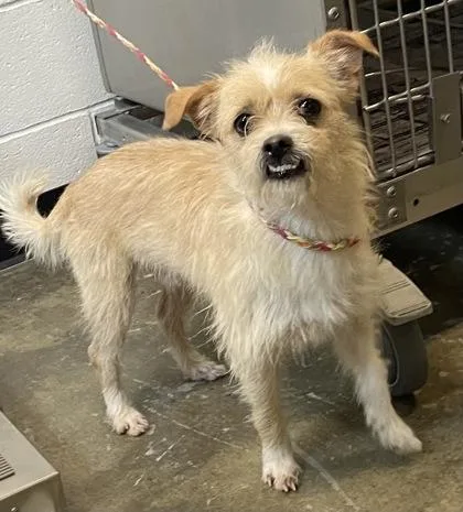 An adult small-sized male Yellow / Tan / Blond / Fawn Shih Tzu dog named Nacho for adoption in Sacramento, CA