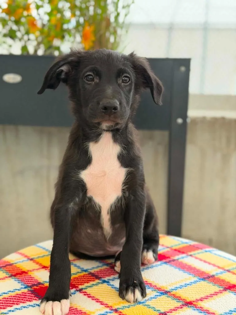 A baby medium-sized male Mixed Breed dog named Toy Story Litter  for adoption in Savage, MN