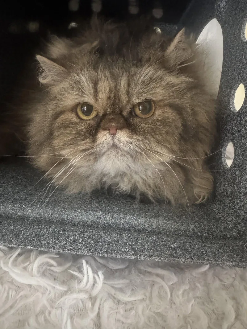 A senior medium-sized female Persian cat named Ivy for adoption in Naples, FL