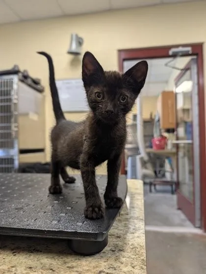 A baby small-sized male Domestic Short Hair cat named Able for adoption in Independence, MO