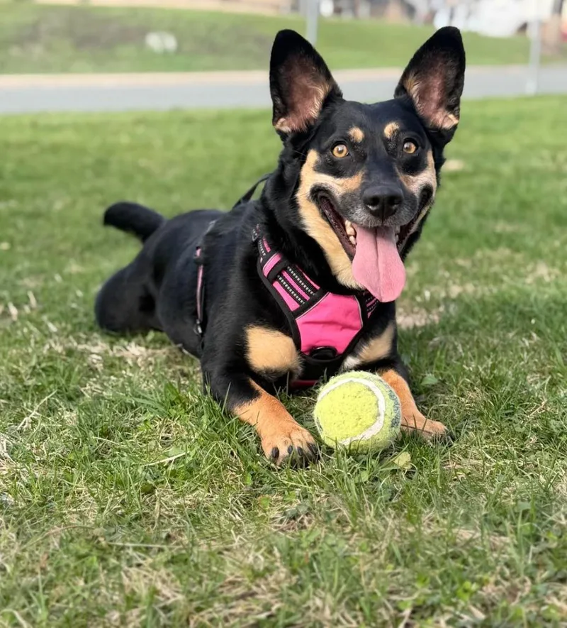 A young small-sized female Mixed Breed dog named Lanie for adoption in Savage, MN
