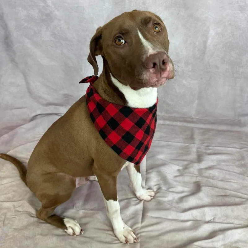 A young large-sized male White / Cream Mixed Breed dog named Joker for adoption in Fort Worth, TX